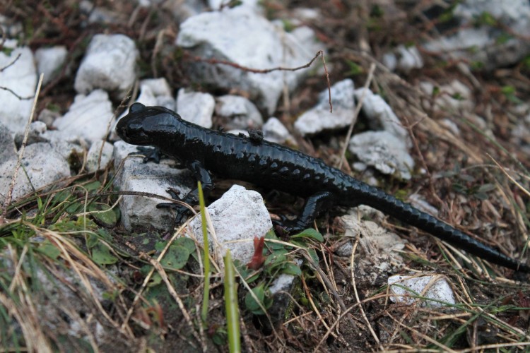 Black salamander from Mt.Prenj
